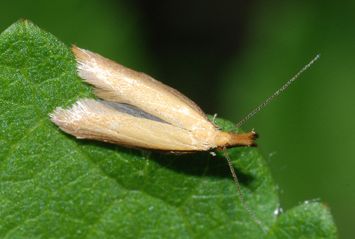 Oecophoridae 6